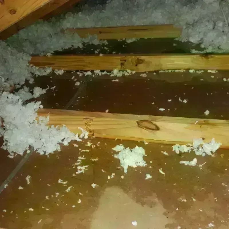 Attic Water Damage in Southchase, FL